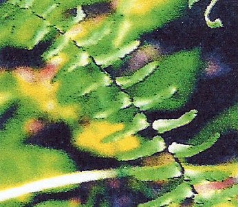 Ebony Sleenwort - Asplenium platyneuron